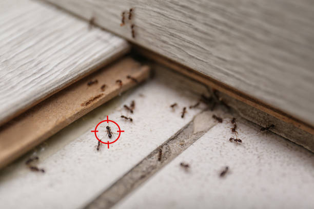 Best Commercial Pest Control Services  in Lathrop, CA